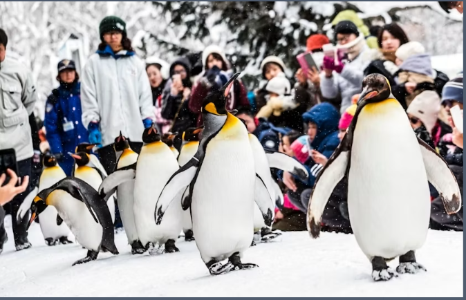 Asahikawa Zoo, Biei, and Ningle Terrace Tour from Hokkaido - Image 2